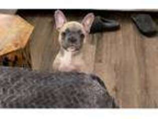 French Bulldog Puppy for sale in Hinesville, GA, USA