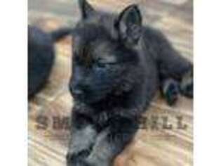 German Shepherd Dog Puppy for sale in Chapman, KS, USA