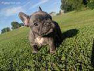 French Bulldog Puppy for sale in Frankfort, OH, USA