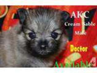 Pomeranian Puppy for sale in SAN ANGELO, TX, USA
