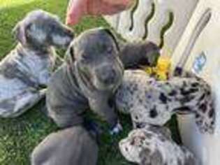 Great Dane Puppy for sale in Torrance, CA, USA
