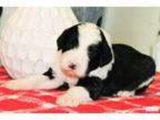 Old English Sheepdog Puppy for sale in Pawnee City, NE, USA