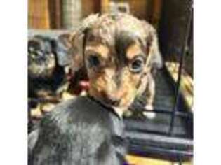 Dachshund Puppy for sale in Titus, AL, USA