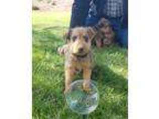 Airedale Terrier Puppy for sale in Kimberly, ID, USA