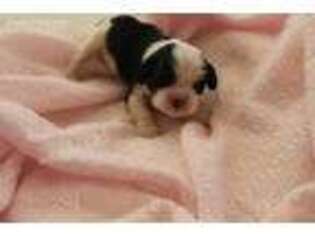 Cavalier King Charles Spaniel Puppy for sale in Penrose, CO, USA