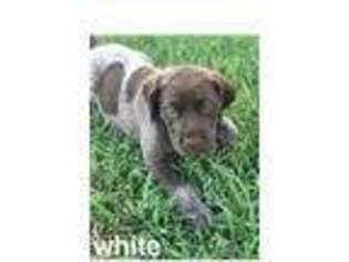 German Shorthaired Pointer Puppy for sale in Madison, FL, USA
