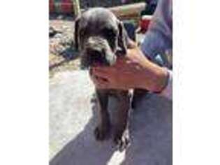 Great Dane Puppy for sale in Hamilton, OH, USA