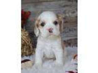 Cocker Spaniel Puppy for sale in Memphis, MO, USA