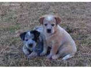 Australian Cattle Dog Puppy for sale in Danville, AR, USA