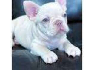 French Bulldog Puppy for sale in Maumee, OH, USA