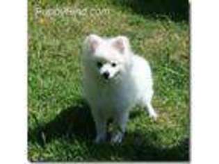 Pomeranian Puppy for sale in Calhan, CO, USA