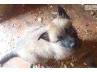 Belgian Malinois Puppy for sale in Tuscaloosa, AL, USA