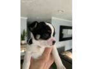 Chihuahua Puppy for sale in Milwaukie, OR, USA