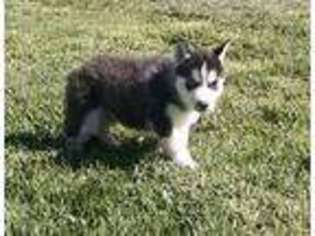 Siberian Husky Puppy for sale in Lancaster, CA, USA