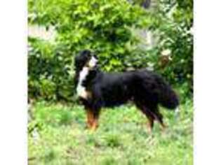 Bernese Mountain Dog Puppy for sale in Litchfield, MN, USA