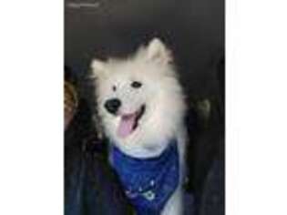 Samoyed Puppy for sale in Cumberland, MD, USA