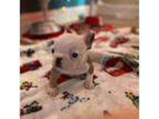 Mutt Puppy for sale in Sicklerville, NJ, USA