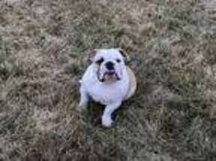Bulldog Puppy for sale in Thorp, WI, USA