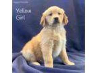 Golden Retriever Puppy for sale in Myrtle Beach, SC, USA