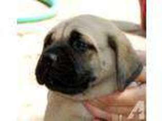 Mastiff Puppy for sale in BASTROP, LA, USA