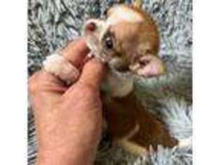 Chihuahua Puppy for sale in Plaistow, NH, USA