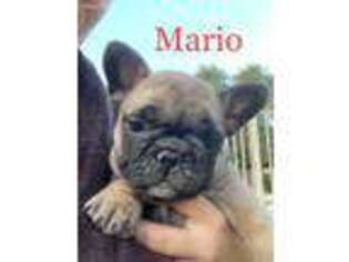 French Bulldog Puppy for sale in Peoria, AZ, USA