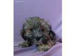 Havanese Puppy for sale in Hilbert, WI, USA