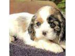 Cocker Spaniel Puppy for sale in Henderson, NC, USA