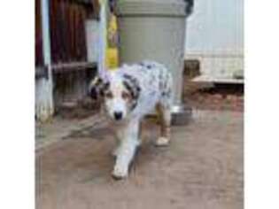 Miniature Australian Shepherd Puppy for sale in Susanville, CA, USA
