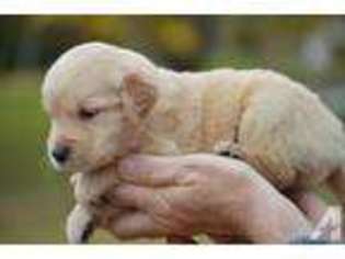 Golden Retriever Puppy for sale in BURLINGTON, KY, USA