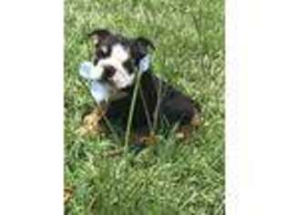 Bulldog Puppy for sale in Leland, NC, USA