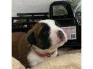 Medium Photo #1 Saint Bernard Puppy For Sale in Gallatin, TN, USA