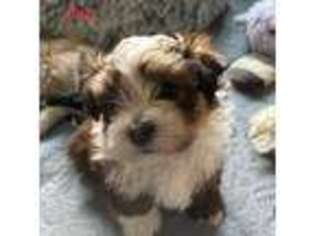 Havanese Puppy for sale in Aubrey, TX, USA