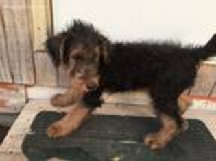 Airedale Terrier Puppy for sale in Glasco, KS, USA