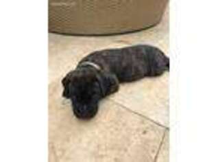 Cane Corso Puppy for sale in Jupiter, FL, USA