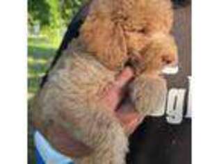Mutt Puppy for sale in Kingston, OK, USA