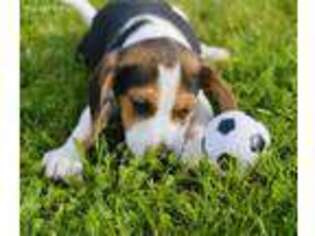 Beagle Puppy for sale in Foxboro, WI, USA
