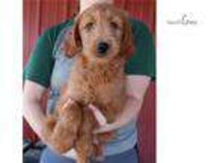 Goldendoodle Puppy for sale in Joplin, MO, USA