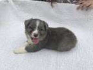 Border Collie Puppy for sale in Clinton, OH, USA