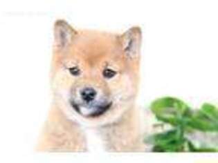 Shiba Inu Puppy for sale in San Diego, CA, USA