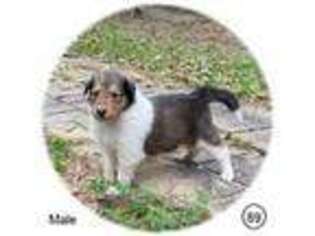 Collie Puppy for sale in Hartford, AL, USA