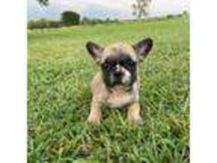 French Bulldog Puppy for sale in Independence, KS, USA
