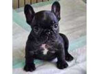 French Bulldog Puppy for sale in Harlingen, TX, USA