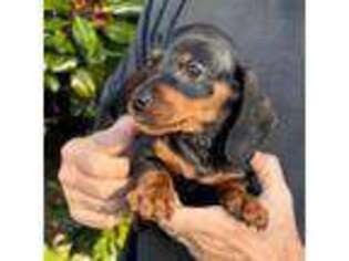Dachshund Puppy for sale in Tracys Landing, MD, USA