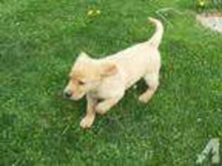 Labrador Retriever Puppy for sale in MARENGO, OH, USA