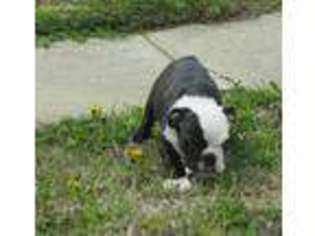 Bulldog Puppy for sale in Wylie, TX, USA