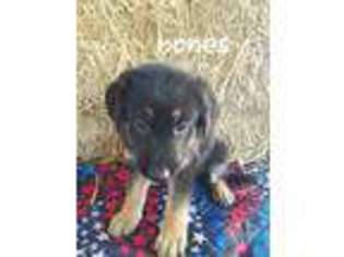 German Shepherd Dog Puppy for sale in Ashville, OH, USA