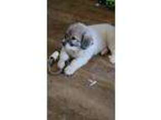 Great Pyrenees Puppy for sale in Ebensburg, PA, USA