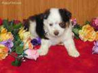 Miniature Australian Shepherd Puppy for sale in Galena, MO, USA