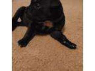 Cane Corso Puppy for sale in Lamar, MO, USA